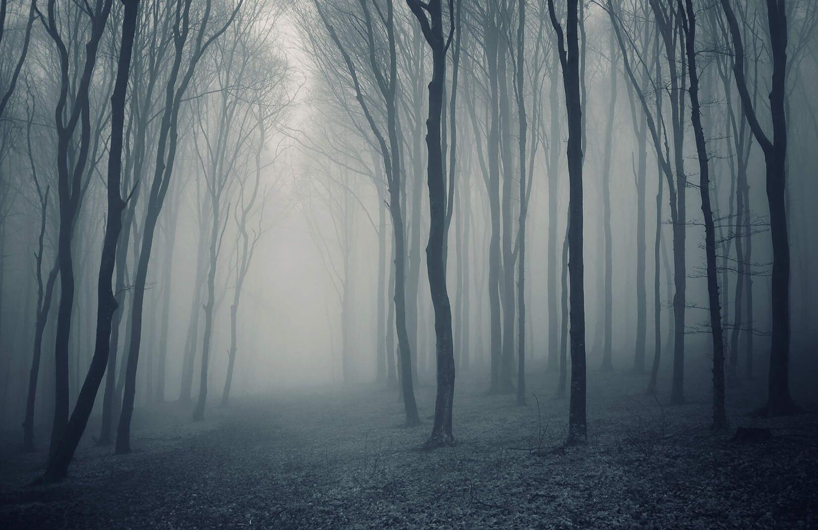 1650x1070 Gray Misty Forest Wallpaper Mural