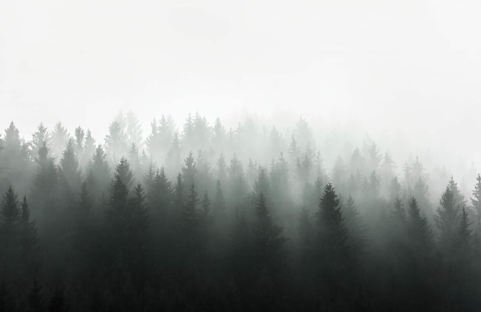1650x1070 Deep Green Ombre Forest Wallpaper Mural