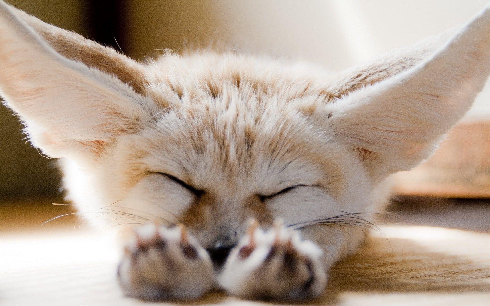 1920x1200 Free download Fennec Fox Wallpaper and Background Image stmednet [1920x1200] for your Desktop, Mobile & Tablet. Explore Fennec Background. Fennec Background