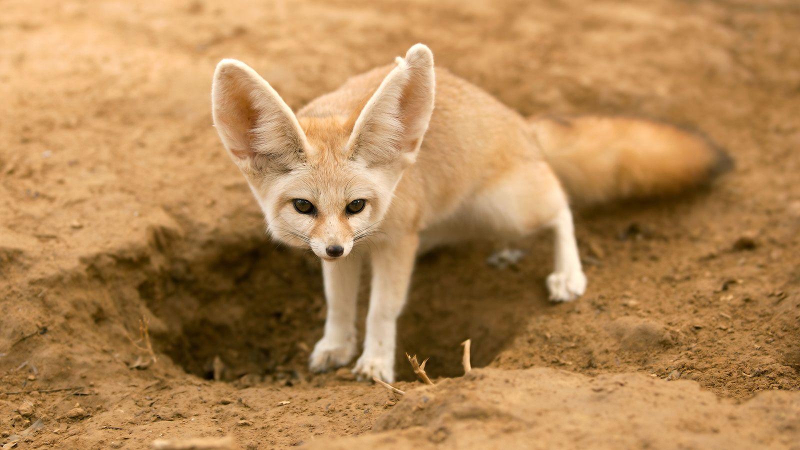 1600x900 Fennec Fox Wallpaper HD Background