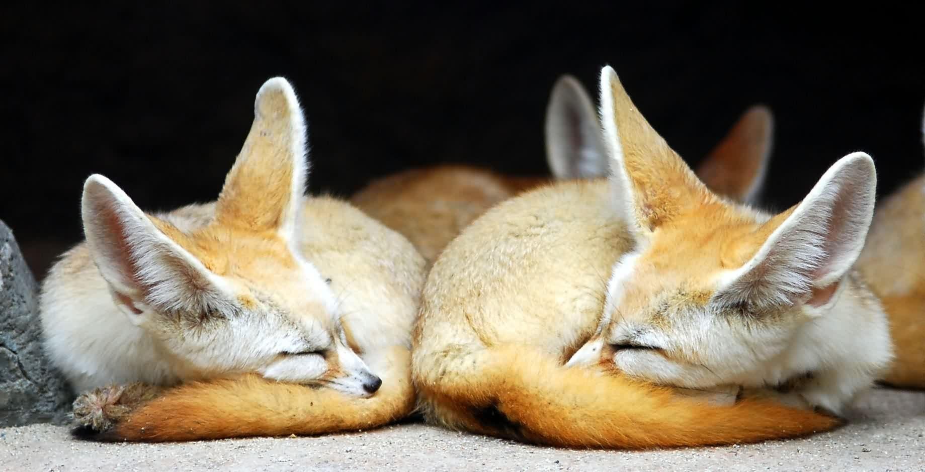 1839x939 Fennec Fox Wallpaper HD