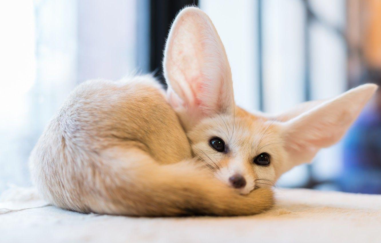 1332x850 Wallpaper eyes, Fox, fox, Fenech, Fennec image for desktop, section животные