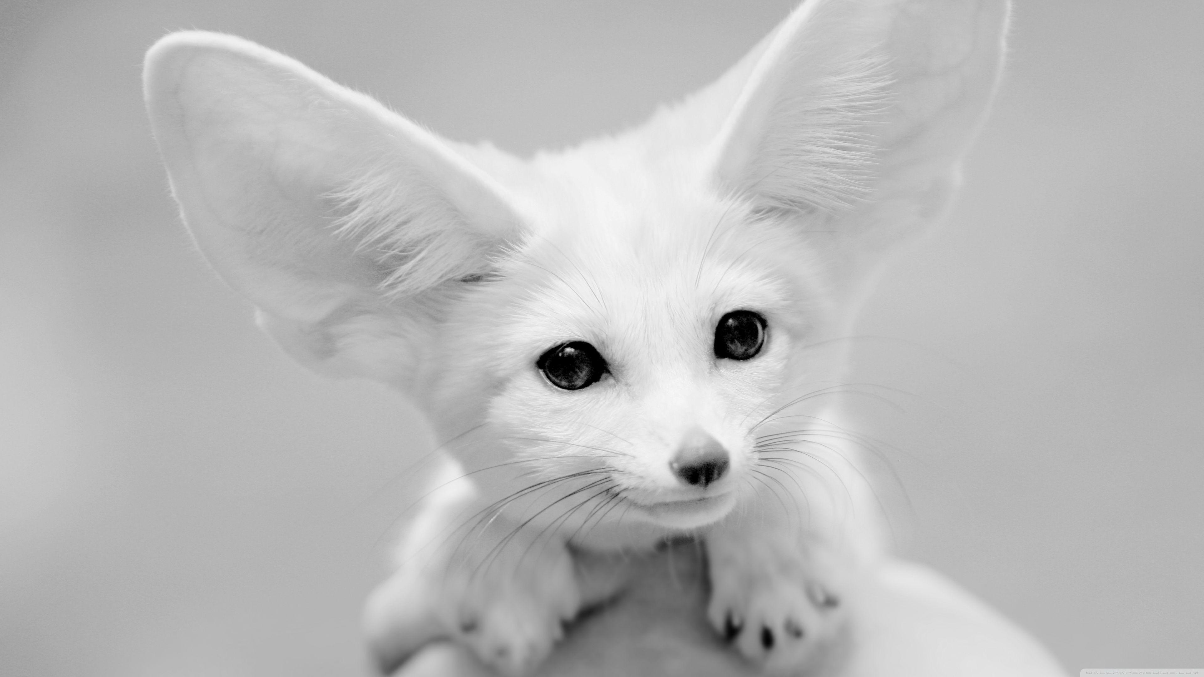 3840x2160 4k Fennec Fox Wallpaper For Desktop And Mobile Phones Grown White Fennec Fox