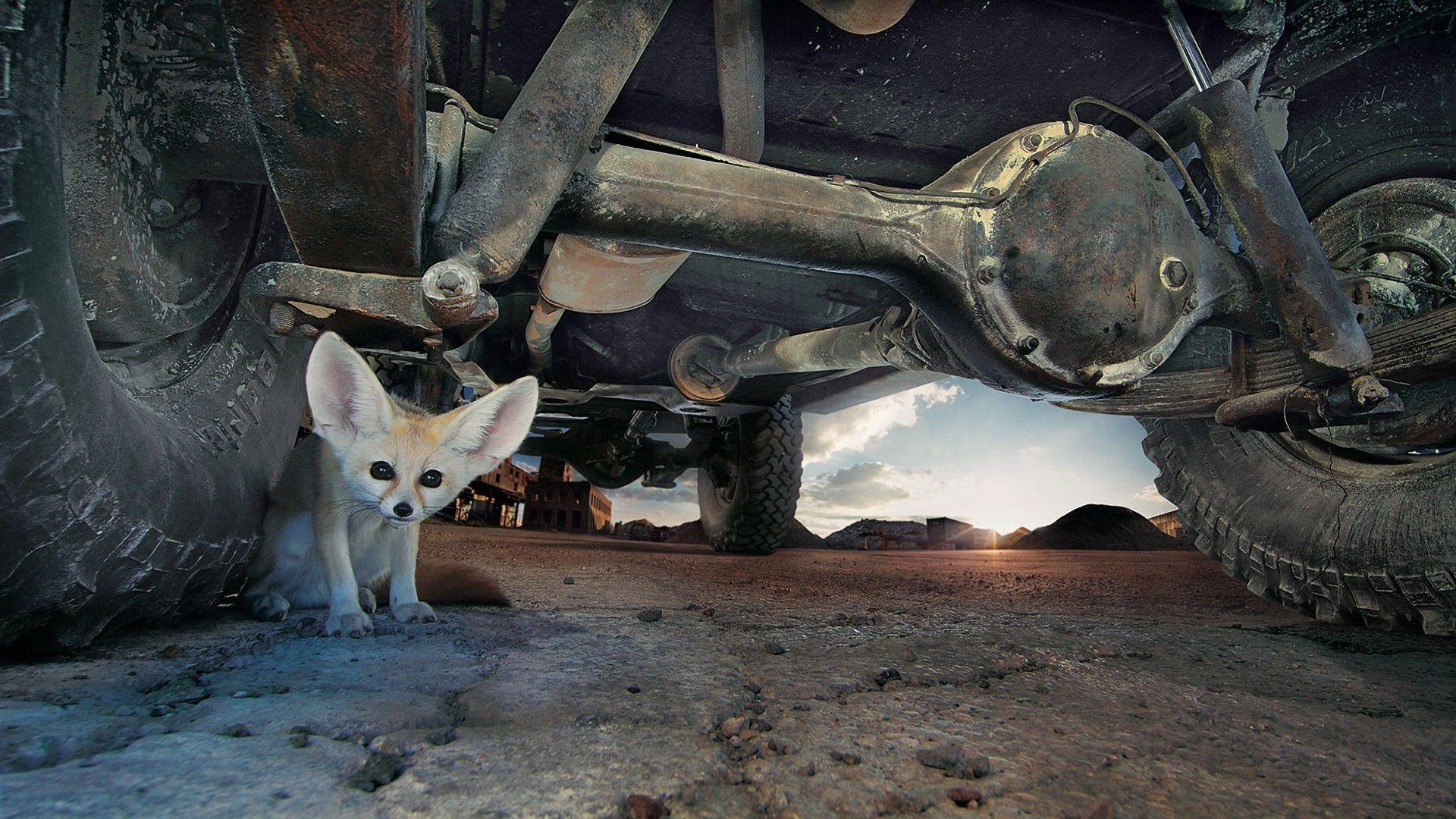 1920x1080 Download Wallpaper, Download 1920x1080 eyes cars animals desert ground tires fennec fox ears 1920x1080 wallpaper Wallpaper –Free Wallpaper Download