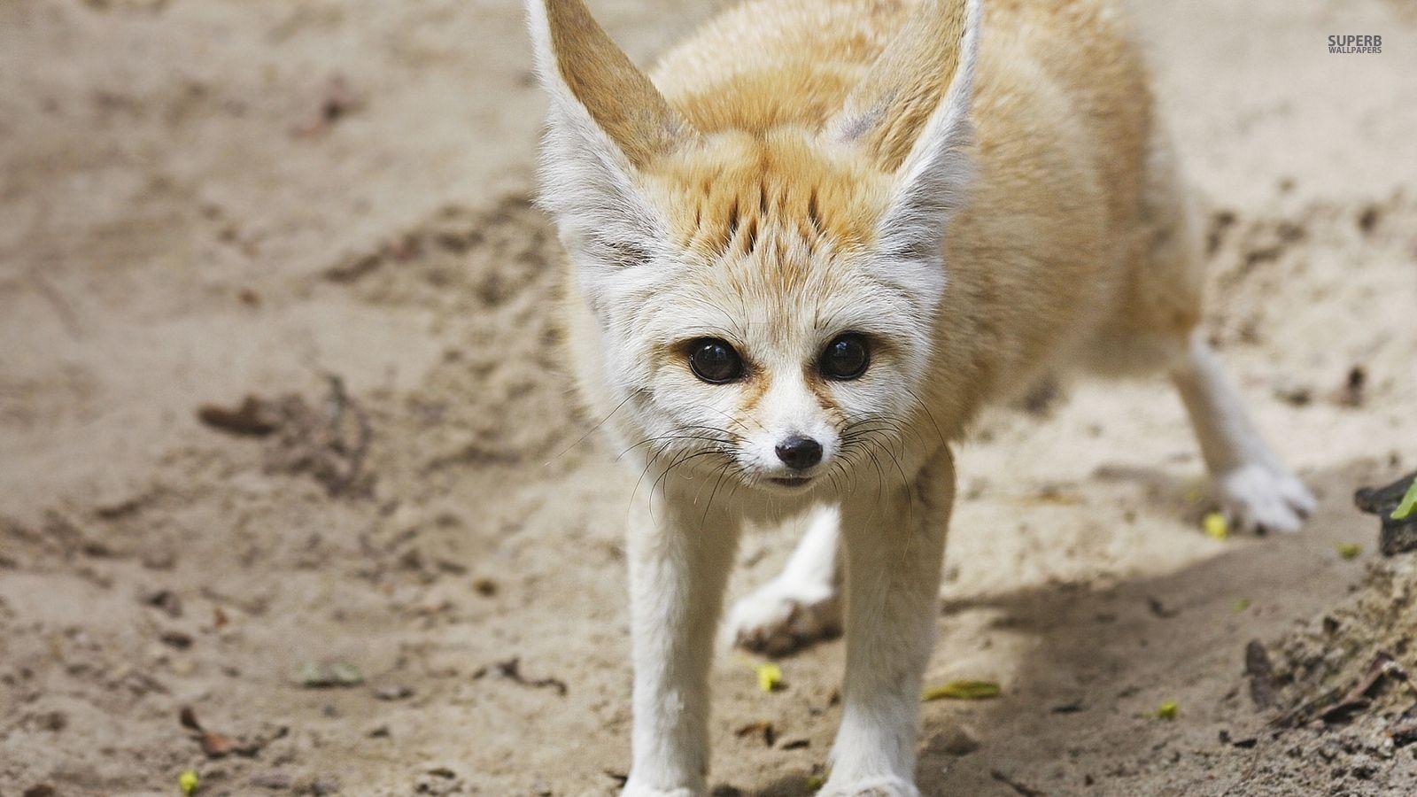 1600x900 Fennec Fox Wallpaper