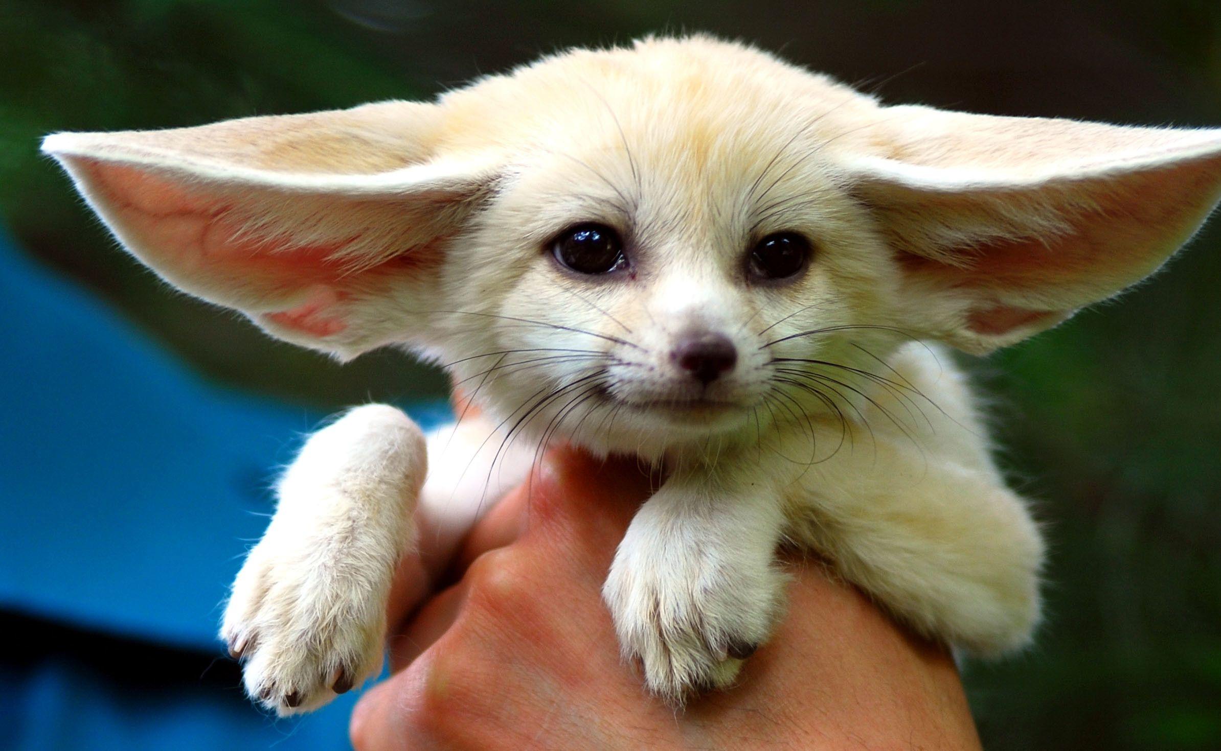 2388x1470 Cute Baby Fox