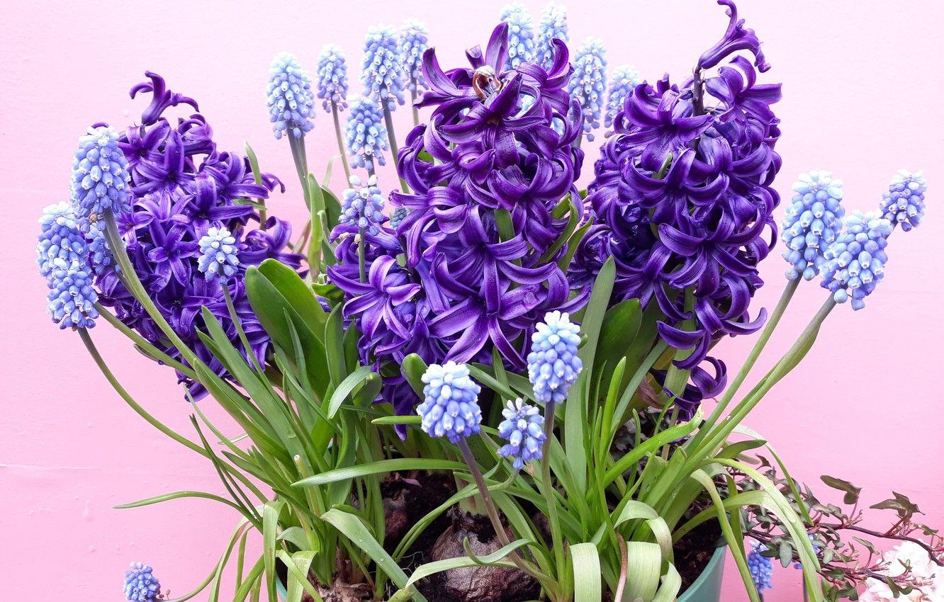 Hyacinth Wallpapers - Top Free Hyacinth Backgrounds - WallpaperAccess