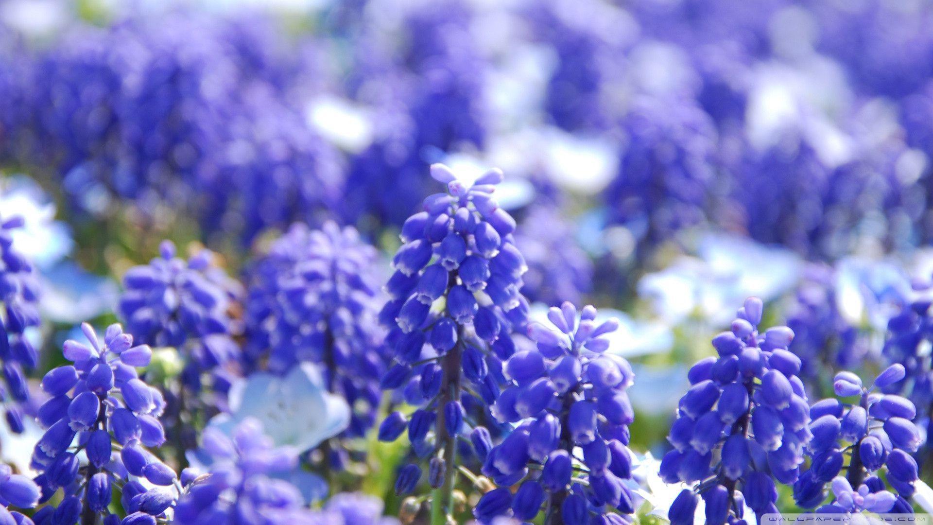 1920x1080 Hyacinth Wallpaper