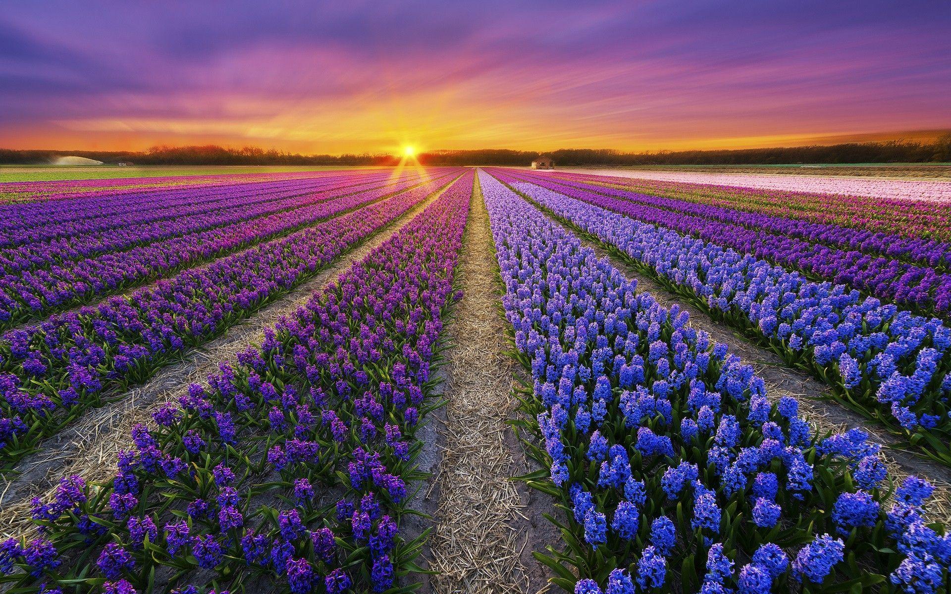 1920x1200 Purple Blue & Pink Hyacinth wallpaper. Purple Blue & Pink Hyacinth