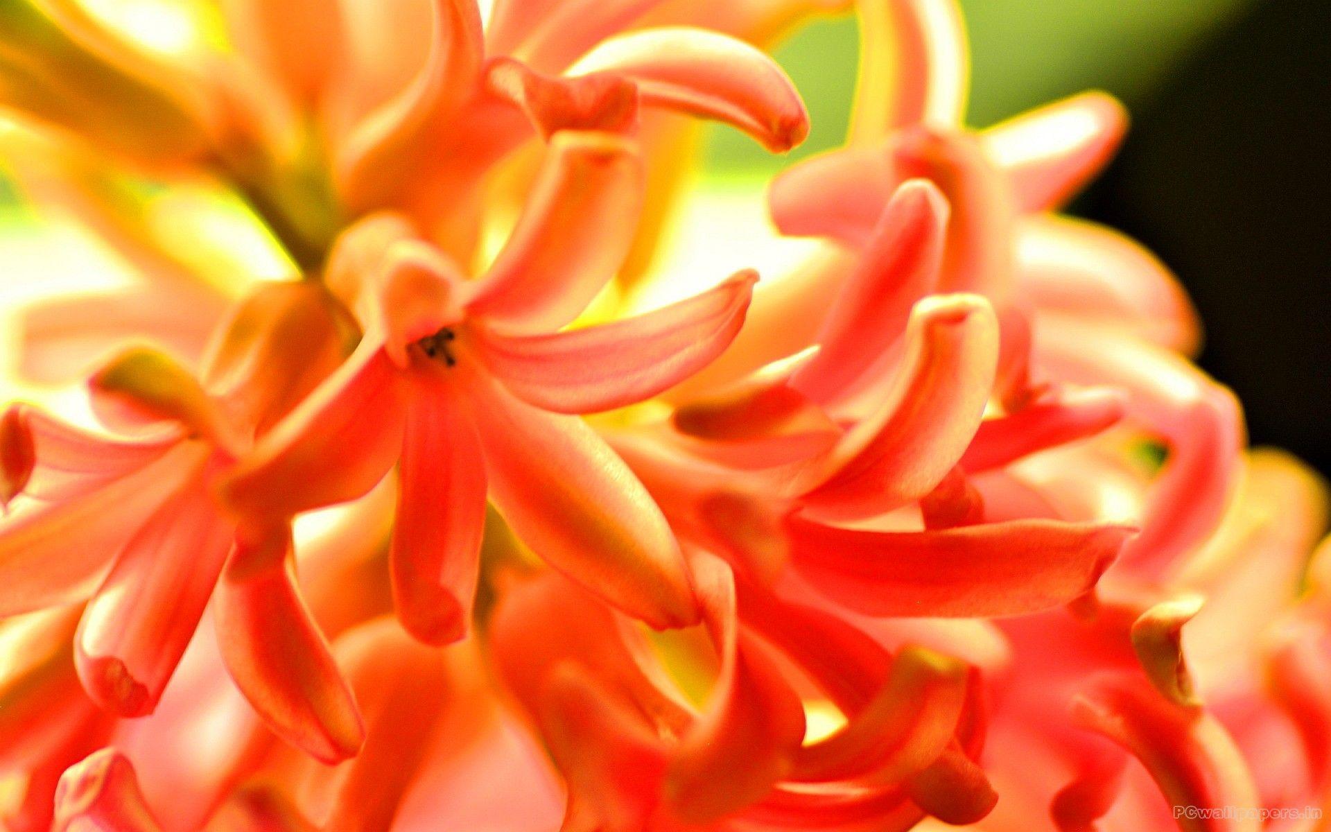 1920x1200 hyacinth wallpaper. Orange Hyacinth, wallpaper. Flower wallpaper, Flowers, Lily flower