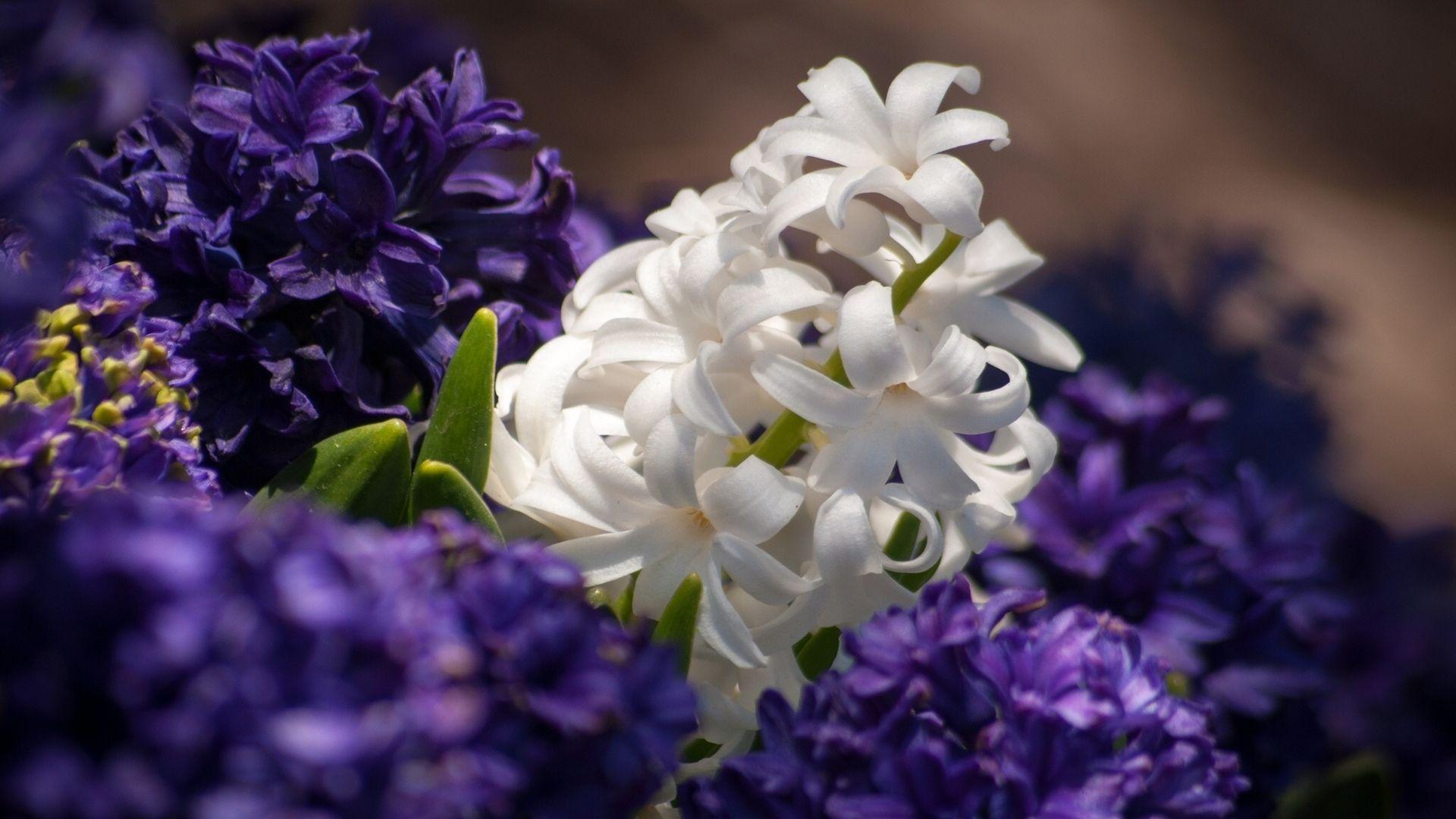 1920x1080 Hyacinth Wallpaper. Field wallpaper, Flowers, Hyacinth