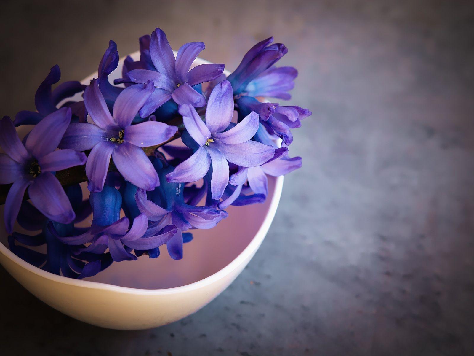 1600x1200 Hyacinth Flower Violet Flowers 1600x1200 Resolution HD 4k Wallpaper, Image, Background, Photo and Picture