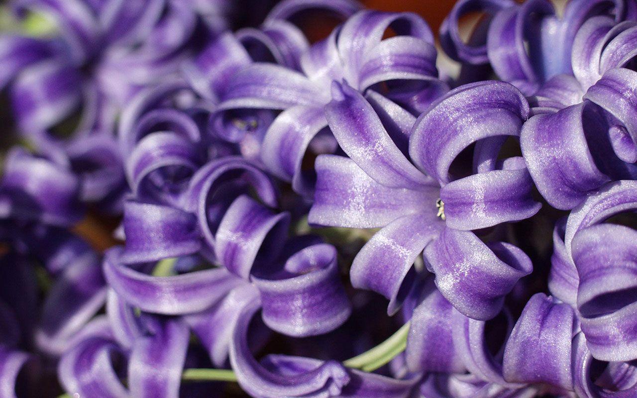 Hyacinth Wallpapers - Top Free Hyacinth Backgrounds - WallpaperAccess
