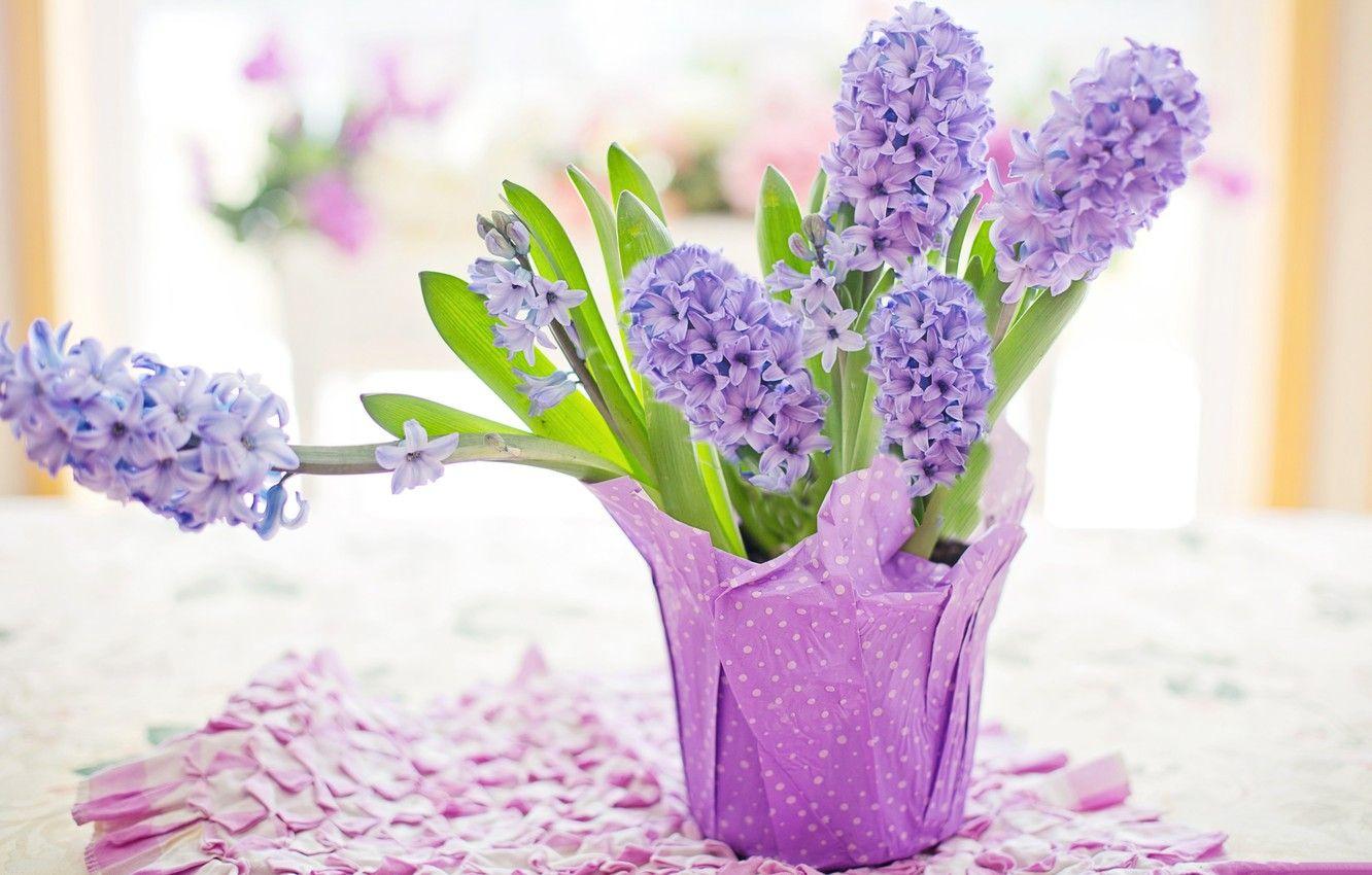 Hyacinth Wallpapers - Top Free Hyacinth Backgrounds - WallpaperAccess
