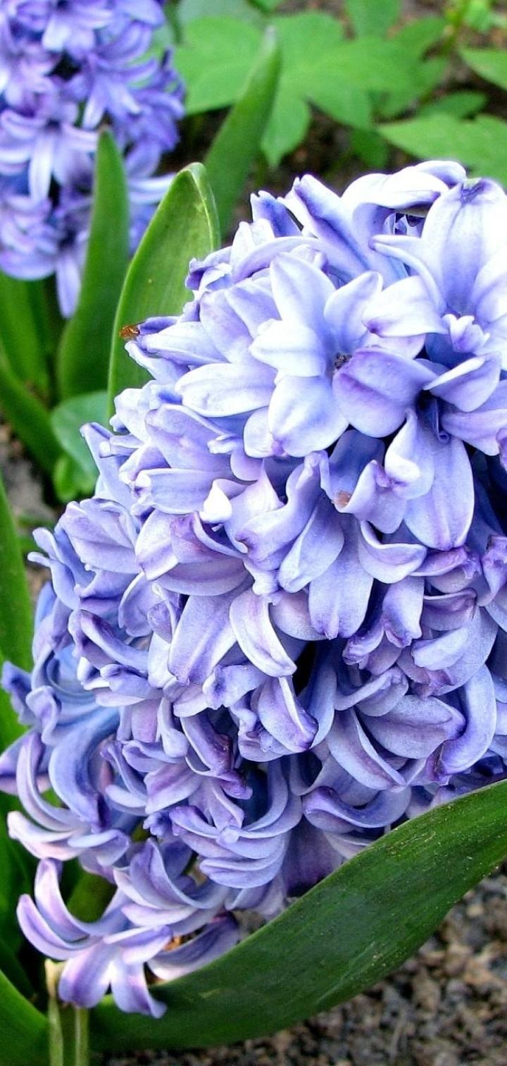 Hyacinth Wallpapers - Top Free Hyacinth Backgrounds - WallpaperAccess
