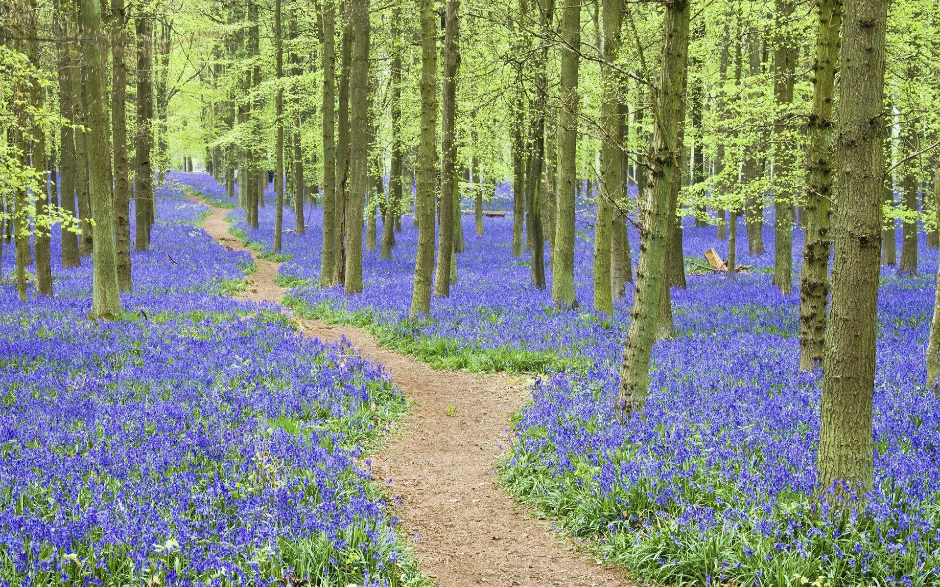 1920x1200 Hyacinth Wallpaper