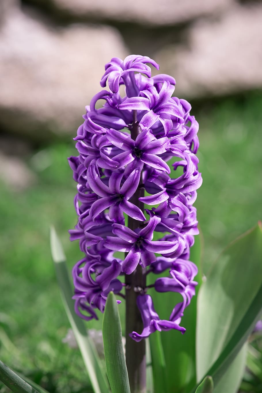Hyacinth Wallpapers - Top Free Hyacinth Backgrounds - WallpaperAccess