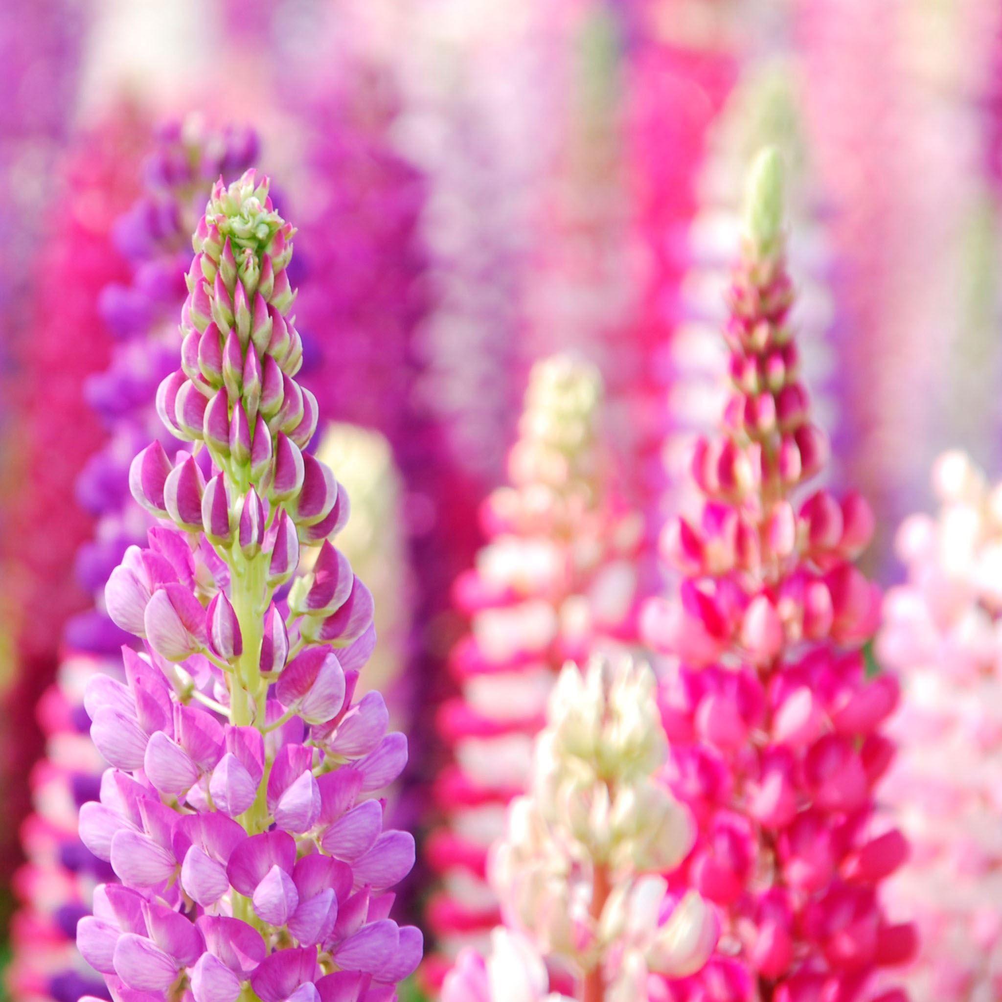 2048x2048 Flower of hyacinth Dolichos iPad Air Wallpaper Free Download