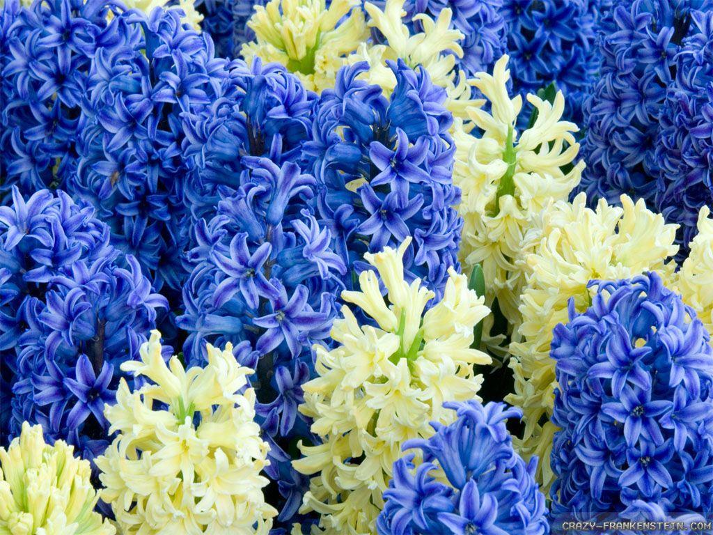 1024x768 Hyacinth Flower wallpaper