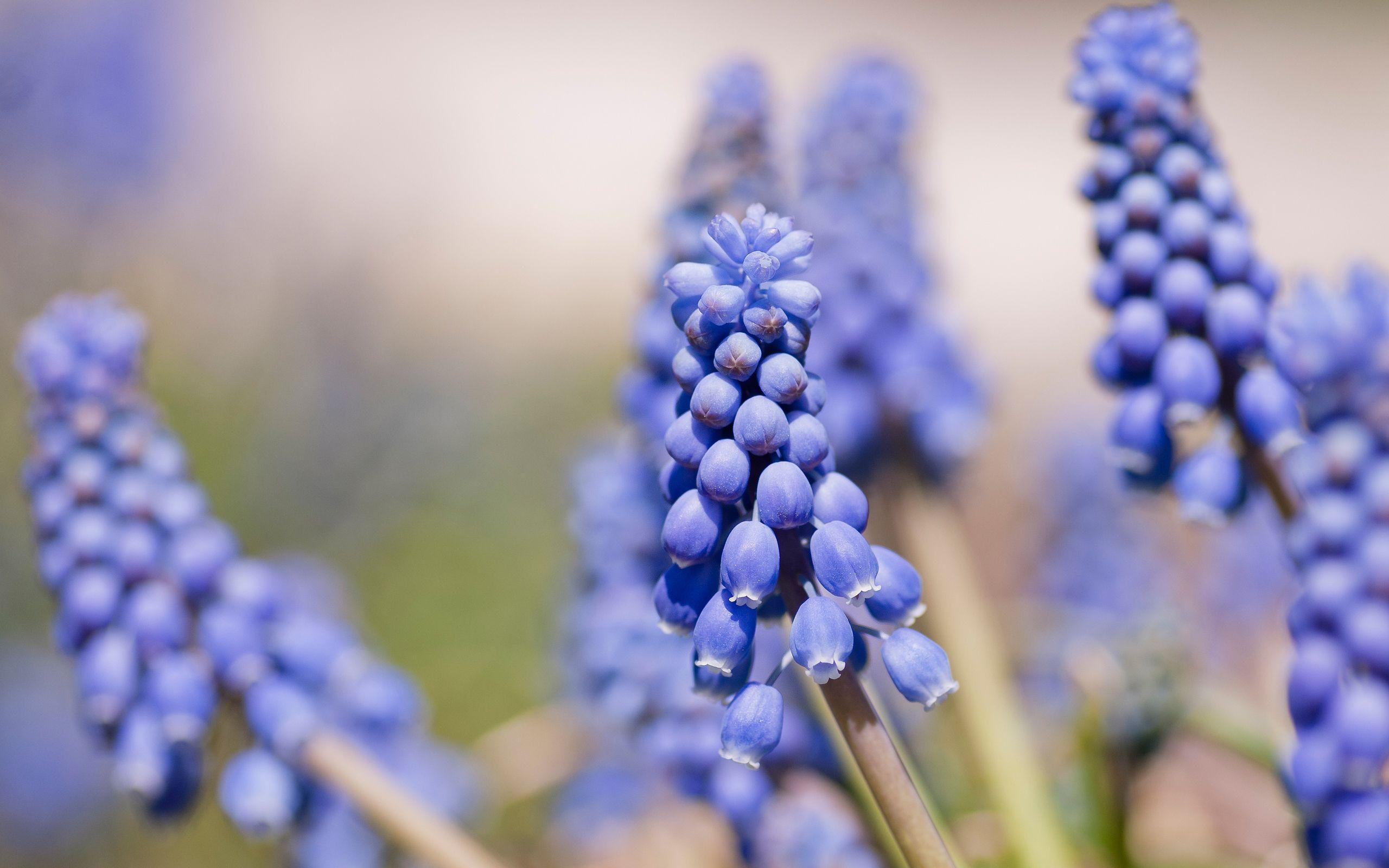 Hyacinth Wallpapers - Top Free Hyacinth Backgrounds - WallpaperAccess