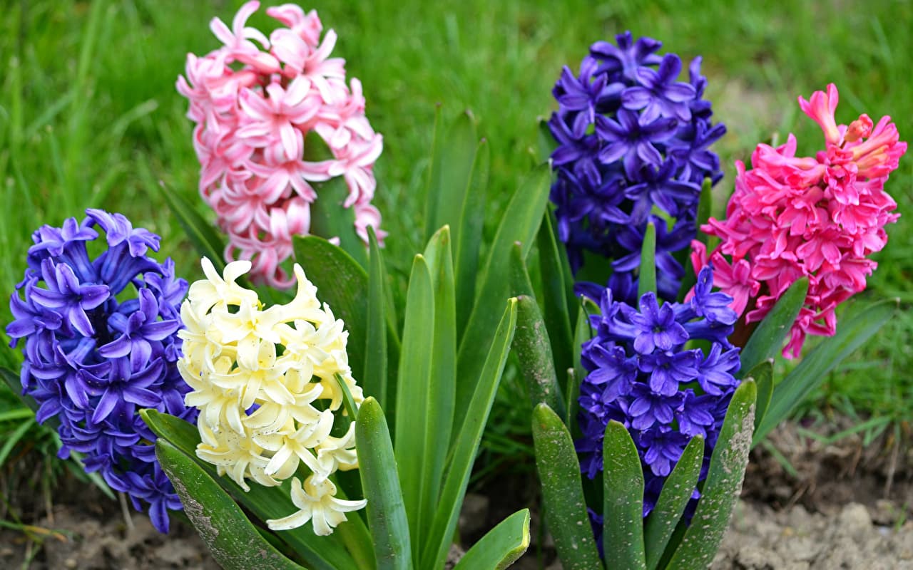 1280x800 1280x800 hyacinth windows wallpaper