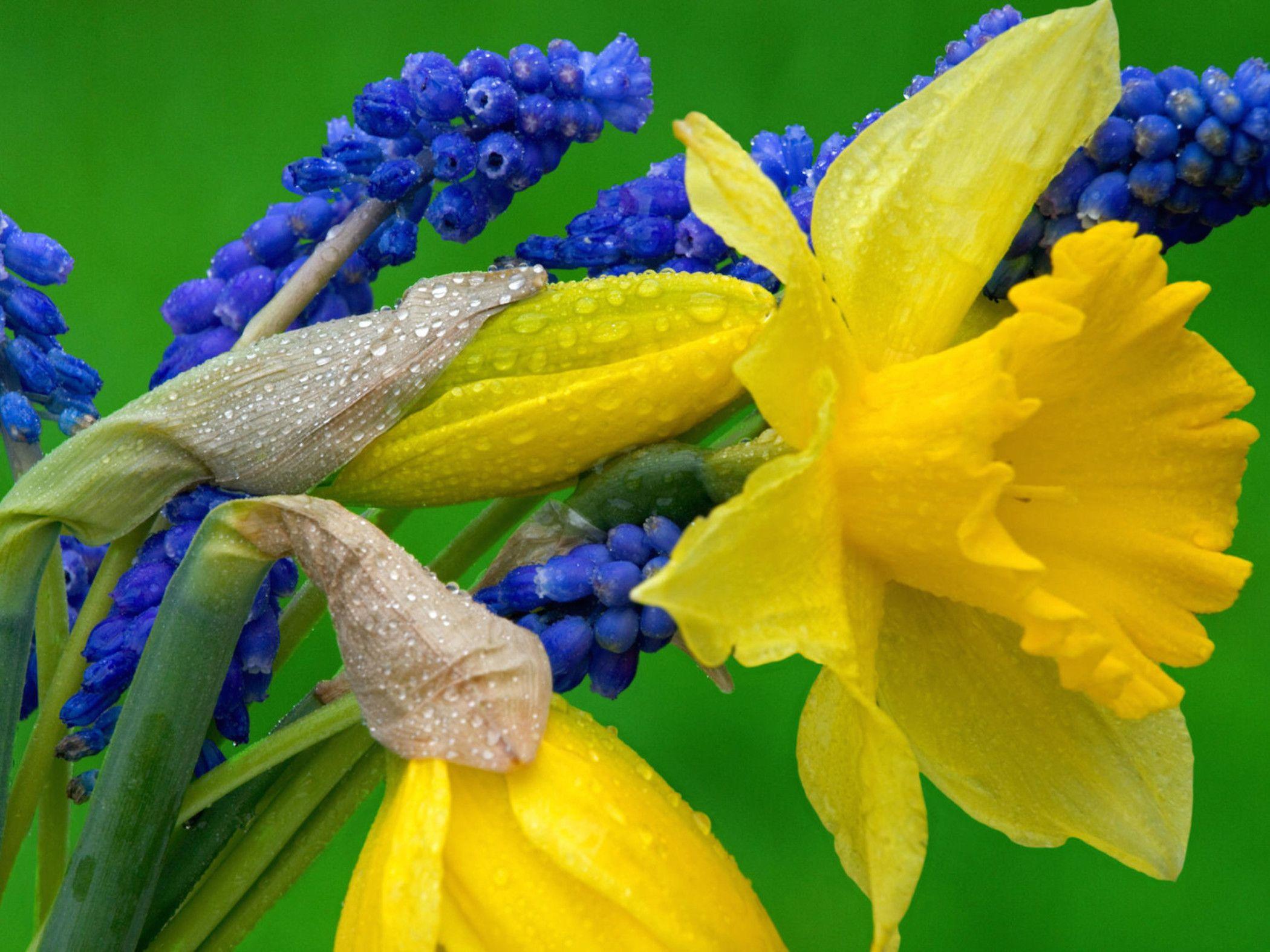2100x1575 Daffodils And Grape Hyacinth Wallpaper