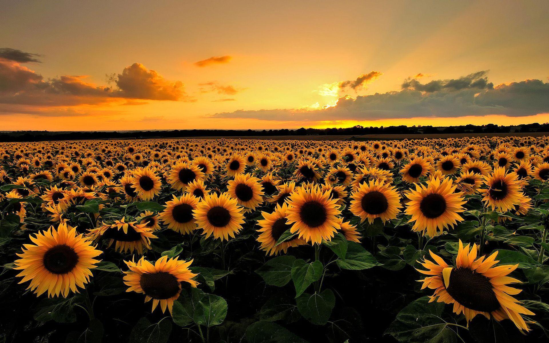 1920x1200 Sunset Field Wallpaper