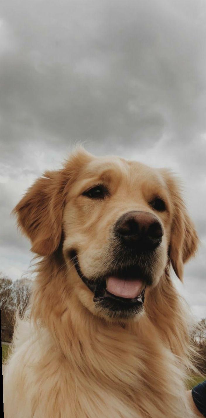 704x1427 Cute Aesthetic Dog Wallpaper
