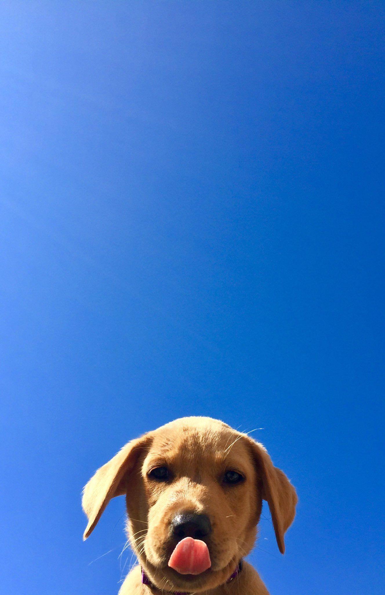 1328x2048 dog_rates : RT open for a surprise #lacyandpaws #dogs #cute #pupp. Cute dog wallpaper, Dog wallpaper iphone, Puppy wallpaper
