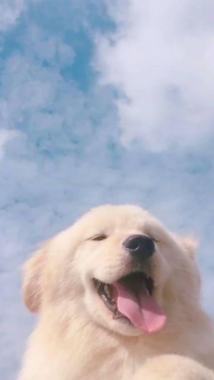 720x1280 Aesthetic Dog wallpaper