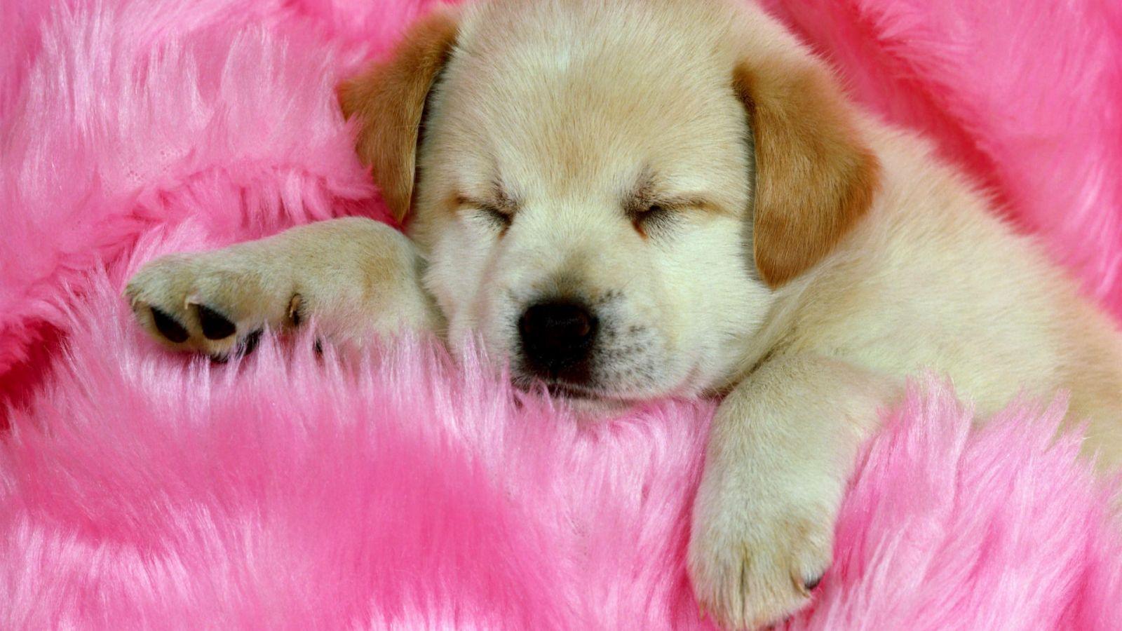 1600x900 Free download Cute Dog wallpaper 142694 [1920x1200] for your Desktop, Mobile & Tablet. Explore Cute Dog Background. Dogs Photo for Wallpaper, Cute Pets Wallpaper