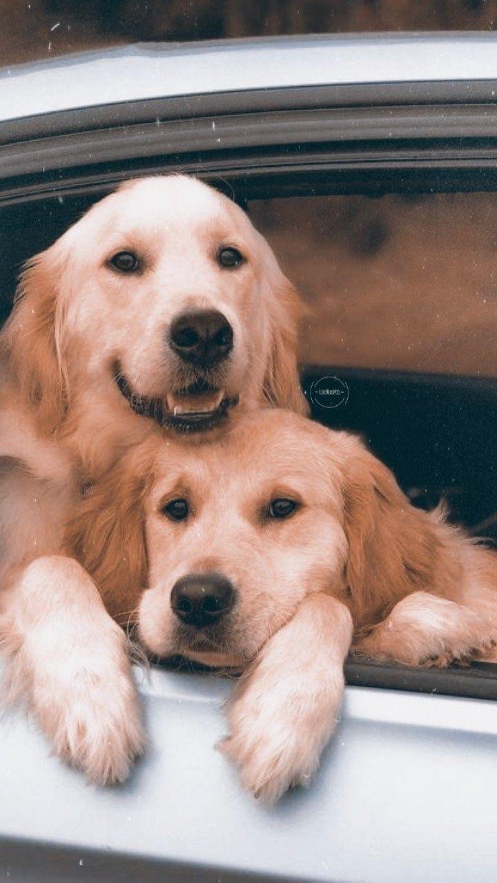 720x1279 Dog Wallpaper iPhone Lock Screen Golden Retriever Puppy Wallpaper