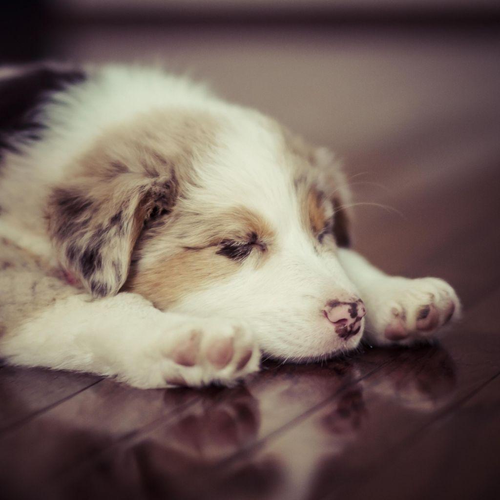 1024x1024 Psalm 4 8 Dog