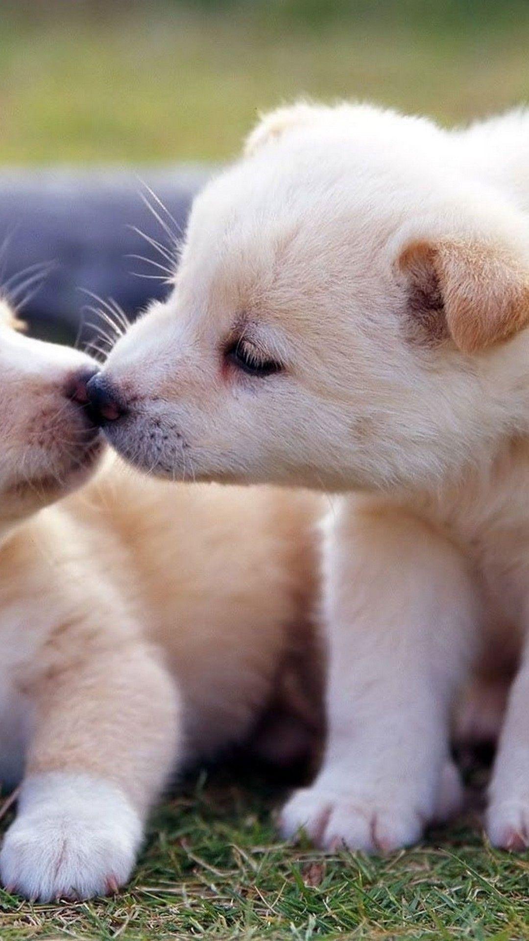 1080x1920 Cute Winter Puppy Wallpaper
