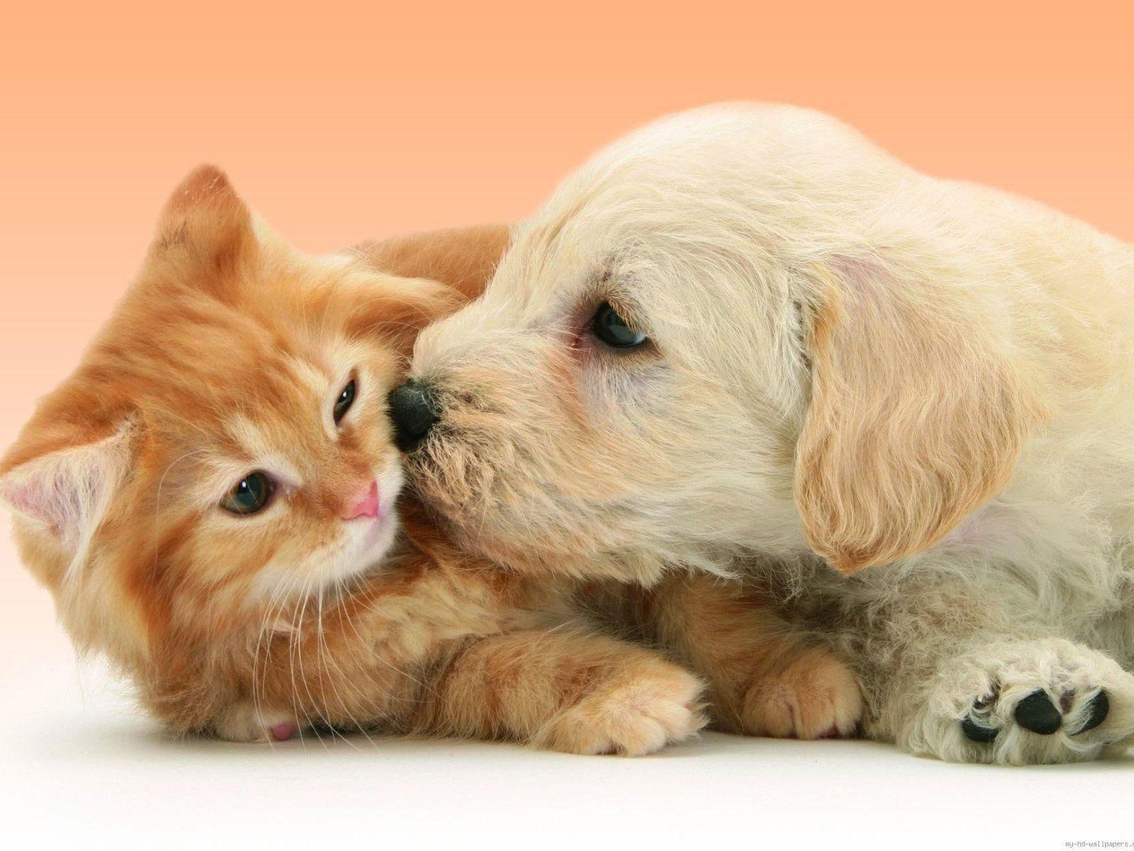 1600x1200 Puppy Dog kissing cat, cat and dog wallpaper, animal, fun • Wallpaper For You HD Wallpaper For Desktop & Mobile