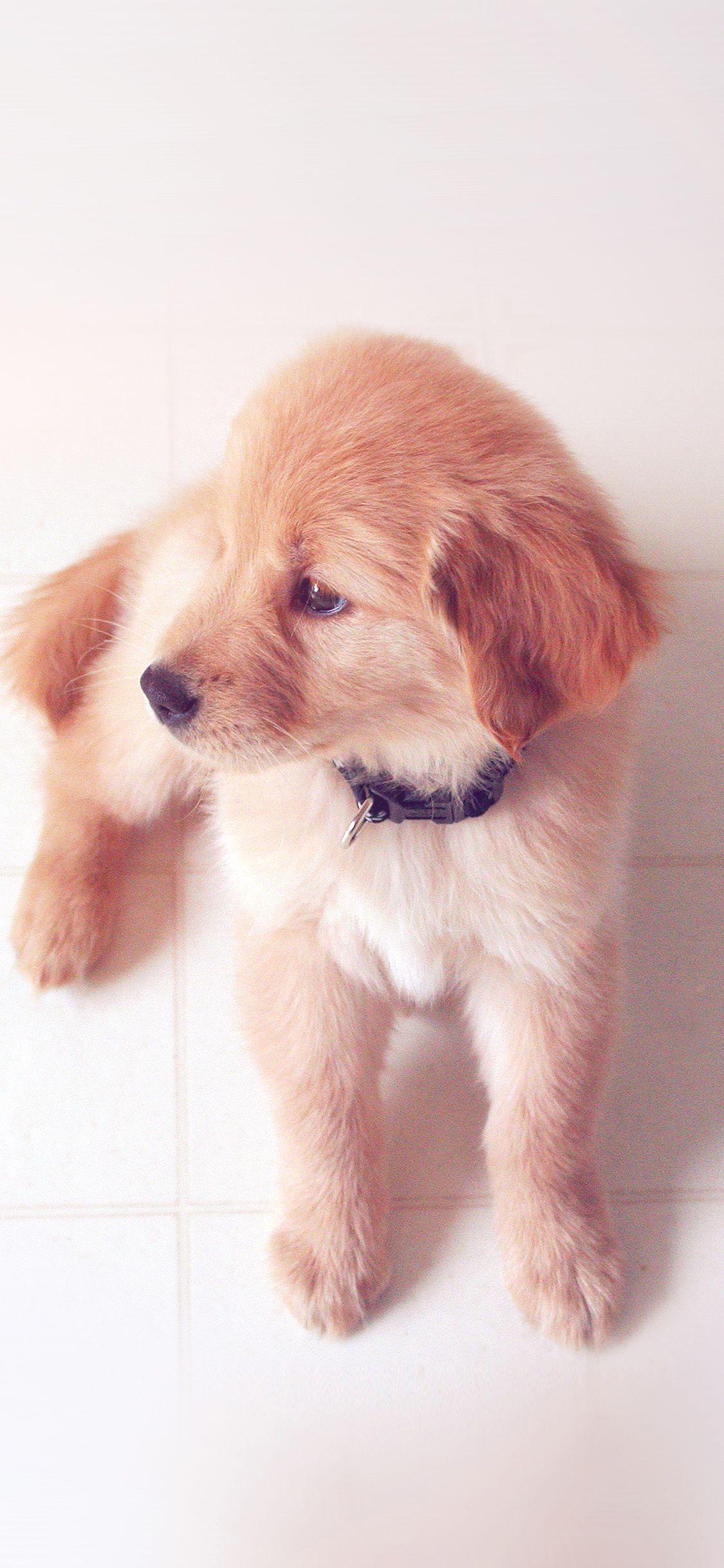 1125x2436 Puppy iPhone Wallpaper, Dog Mobile Phone Background Love Art