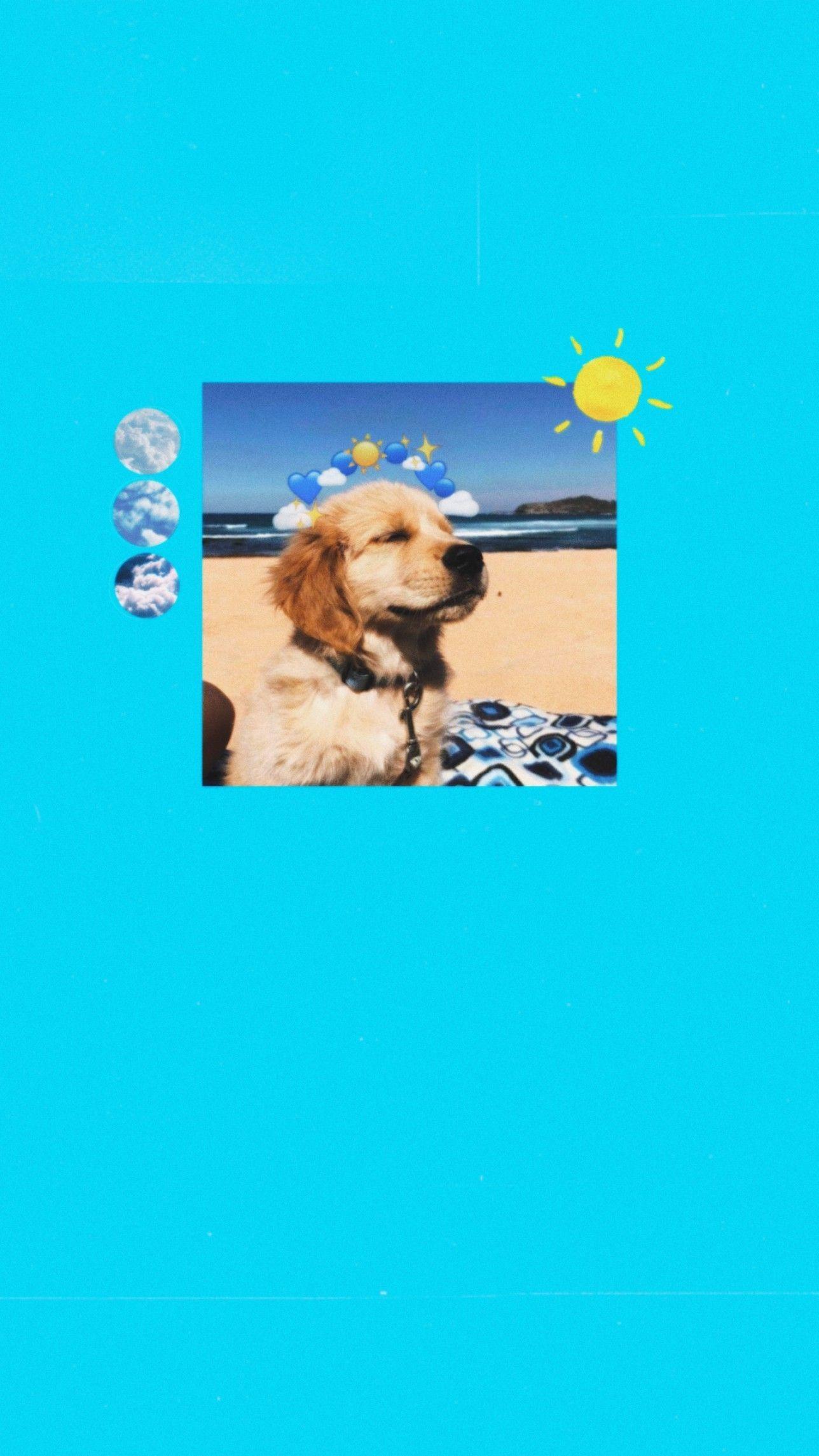 1288x2289 blue aesthetic dog wallpaper. Dog wallpaper, Blue aesthetic, Wallpaper