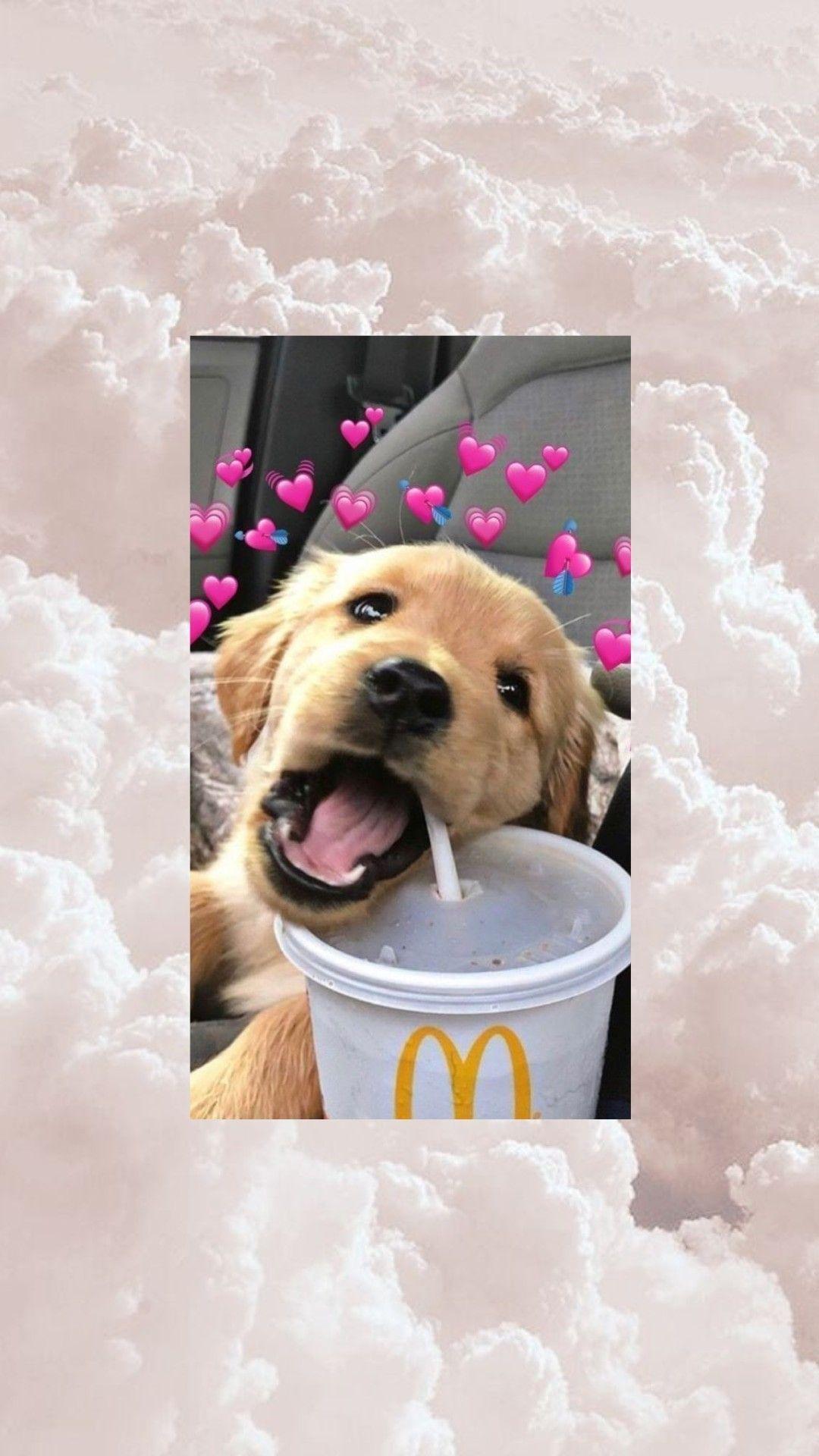 1080x1920 Pink Aesthetic Wallpaper Dog