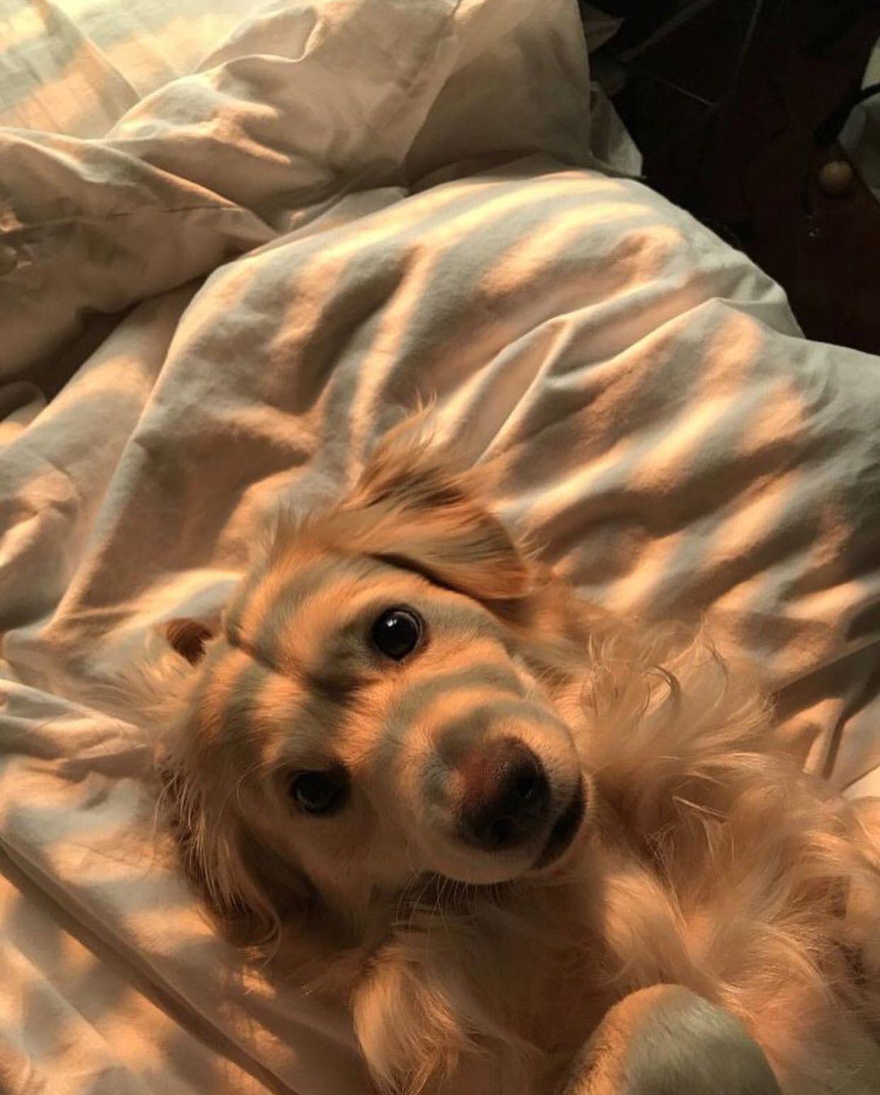 1242x1545 A cute golden aesthetic dog Wallpaper HD 4K UHD