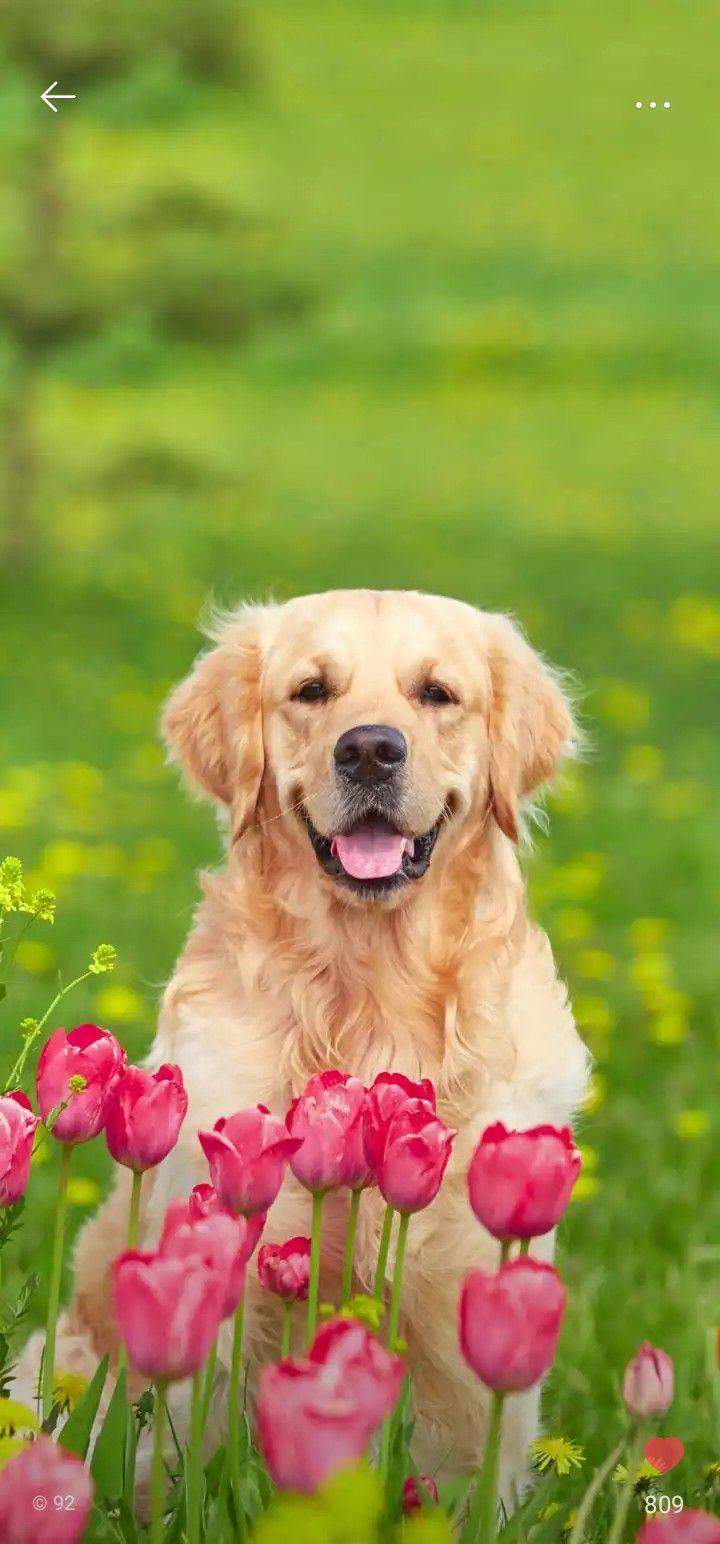 720x1544 Dog wallpaper. Dog wallpaper, Cute little animals, Quality dog