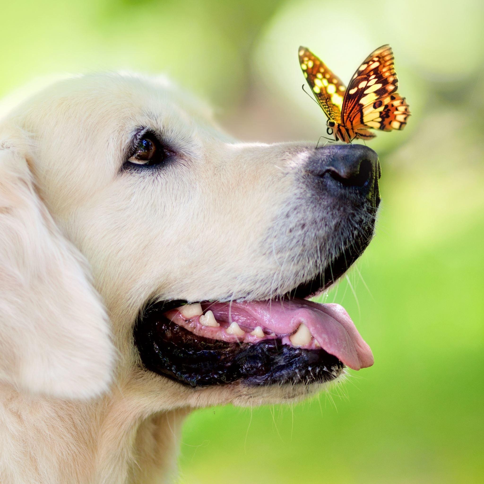 2048x2048 Best Dog iPad Air HD Wallpaper
