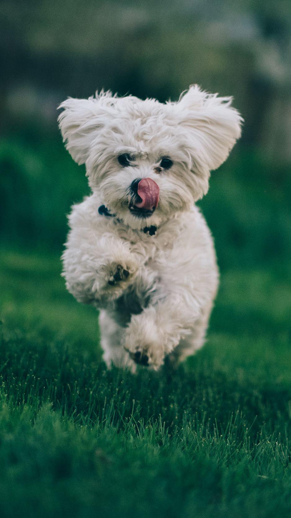 938x1668 Best Free Cute Dog Wallpaper