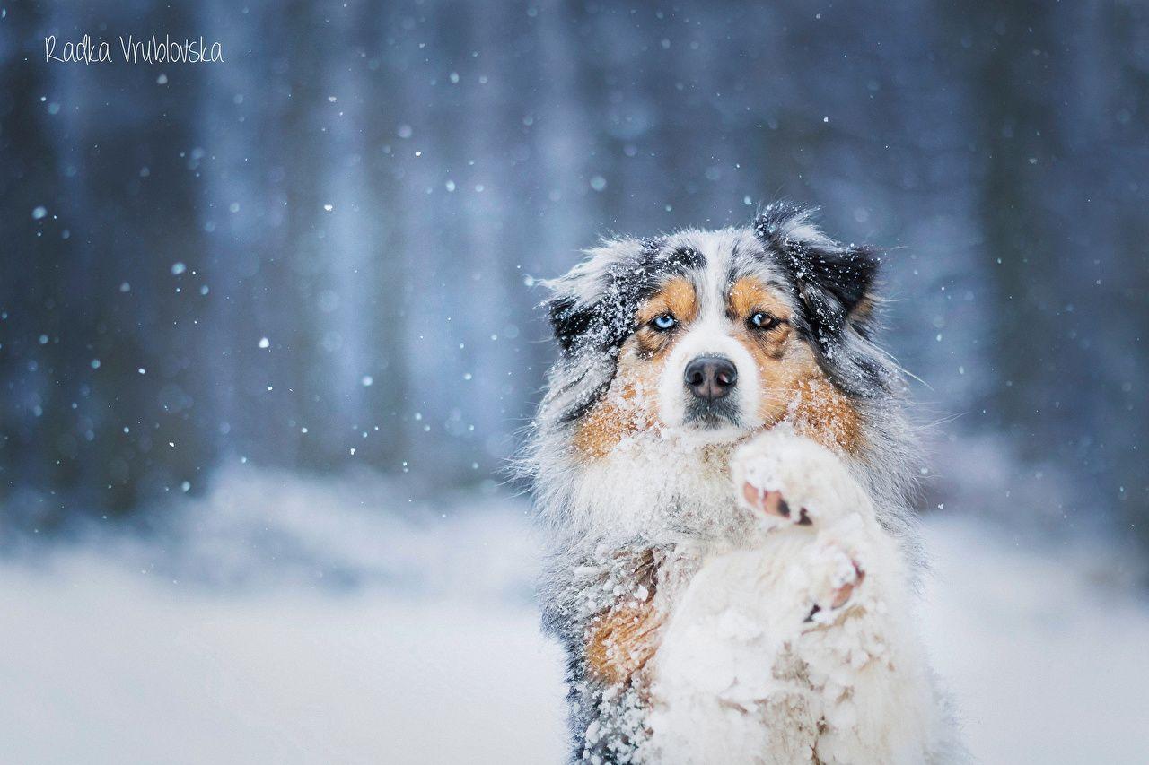 1280x853 Snow Dog Wallpaper