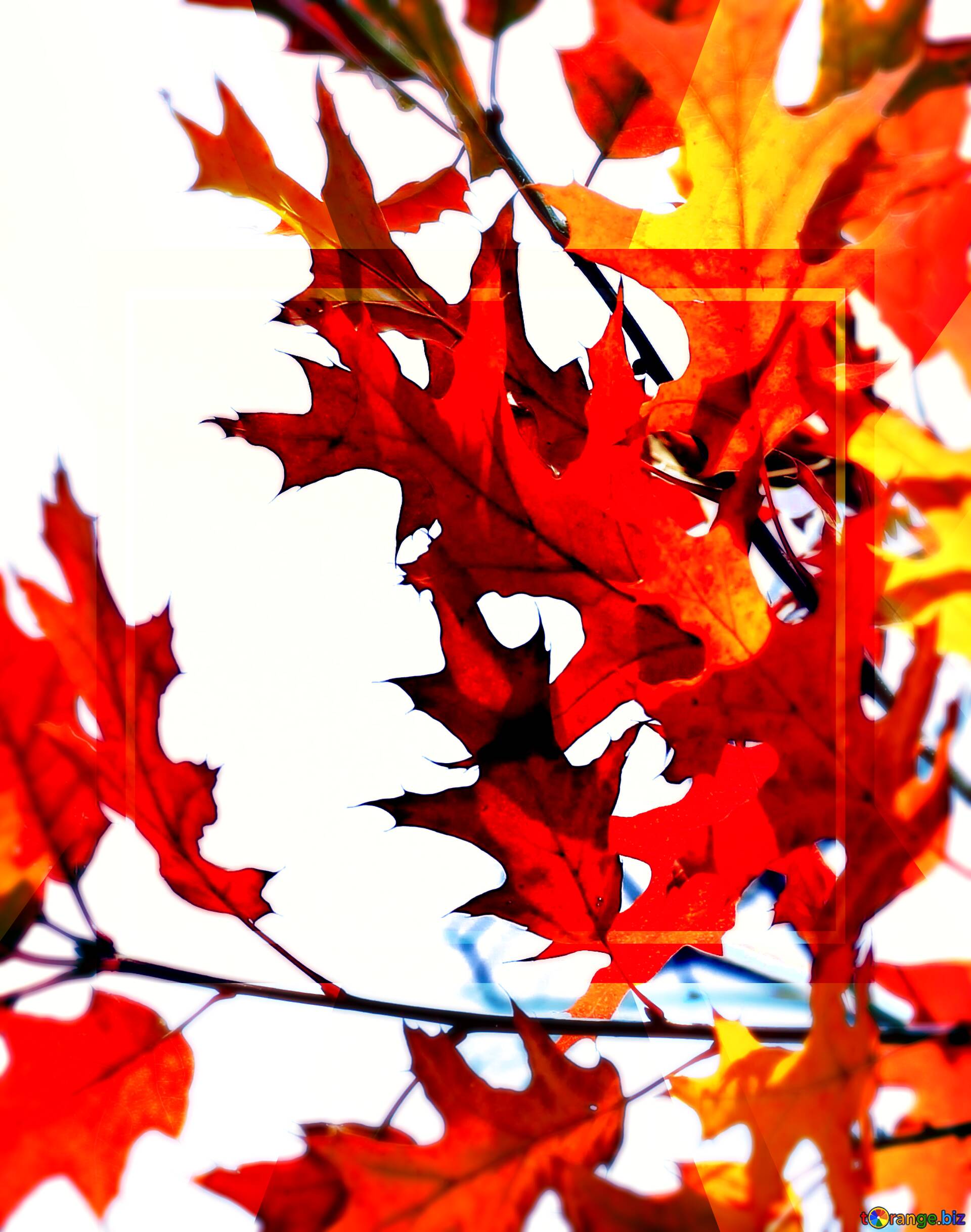 1920x2436 Download Free Picture Autumn Desktop Wallpaper Powerpoint Website Infographic Template Banner Layout Design Responsive Brochure Business On CC BY License Free Image Stock TOrange.biz Fx №187242