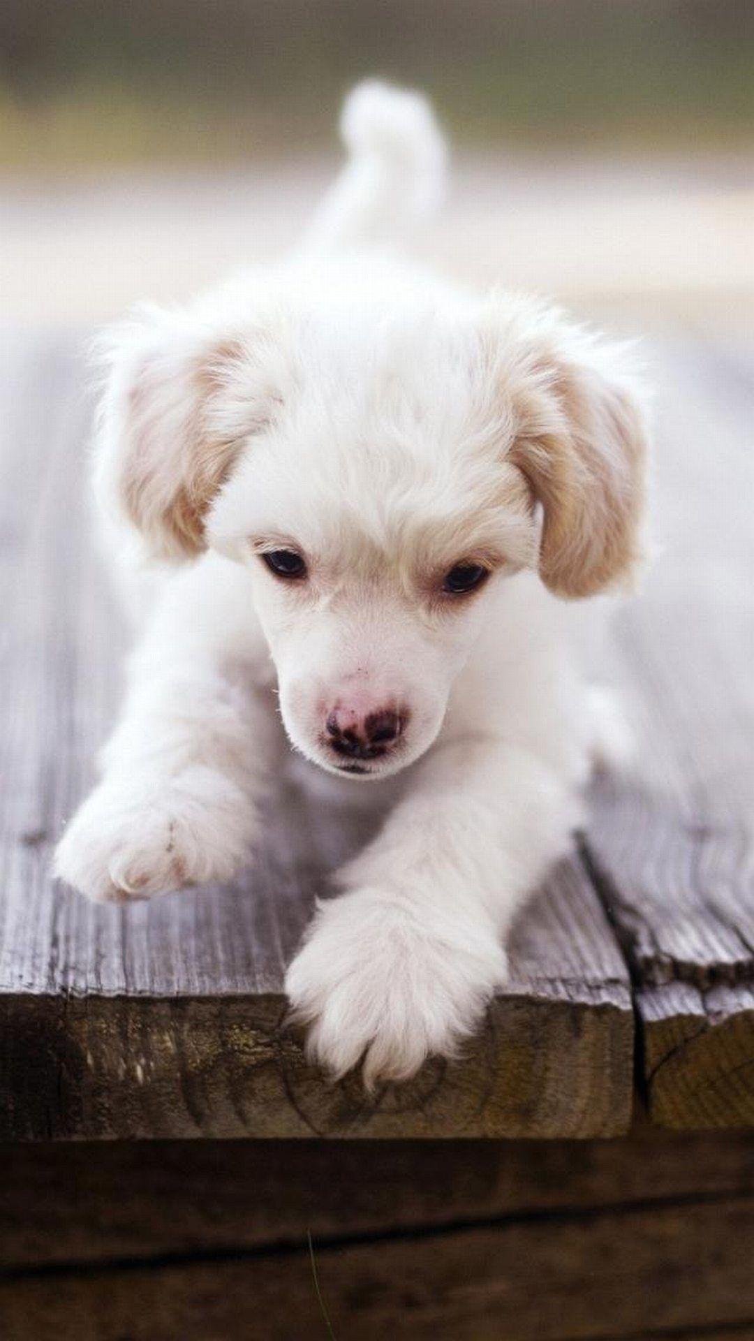 1080x1920 Puppy
