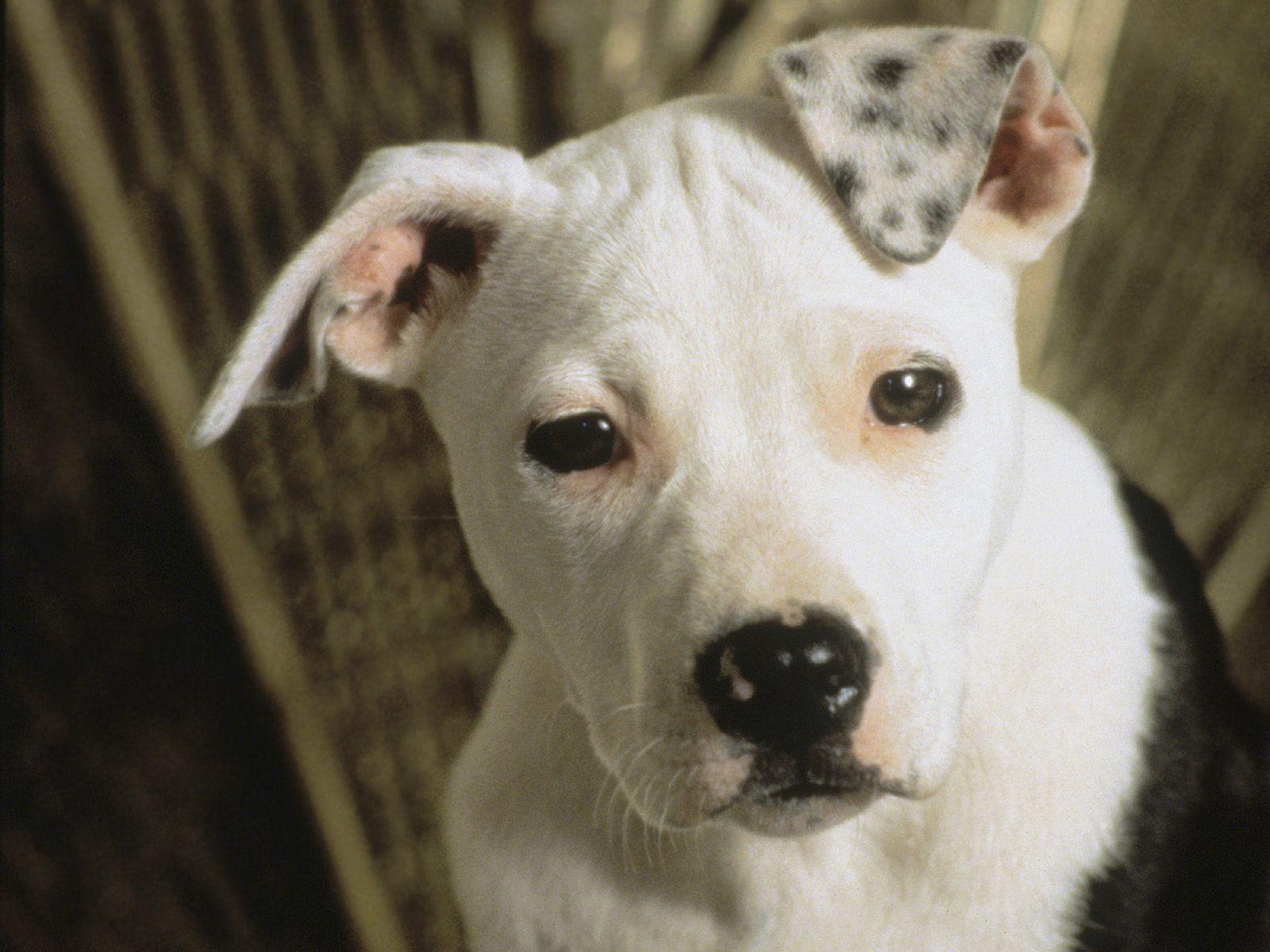 1600x1200 px animal cute dog dogs Frendly Pet