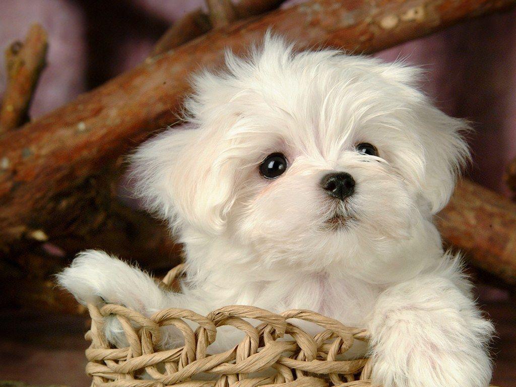 1024x768 √ Cute Puppies HD Wallpaper