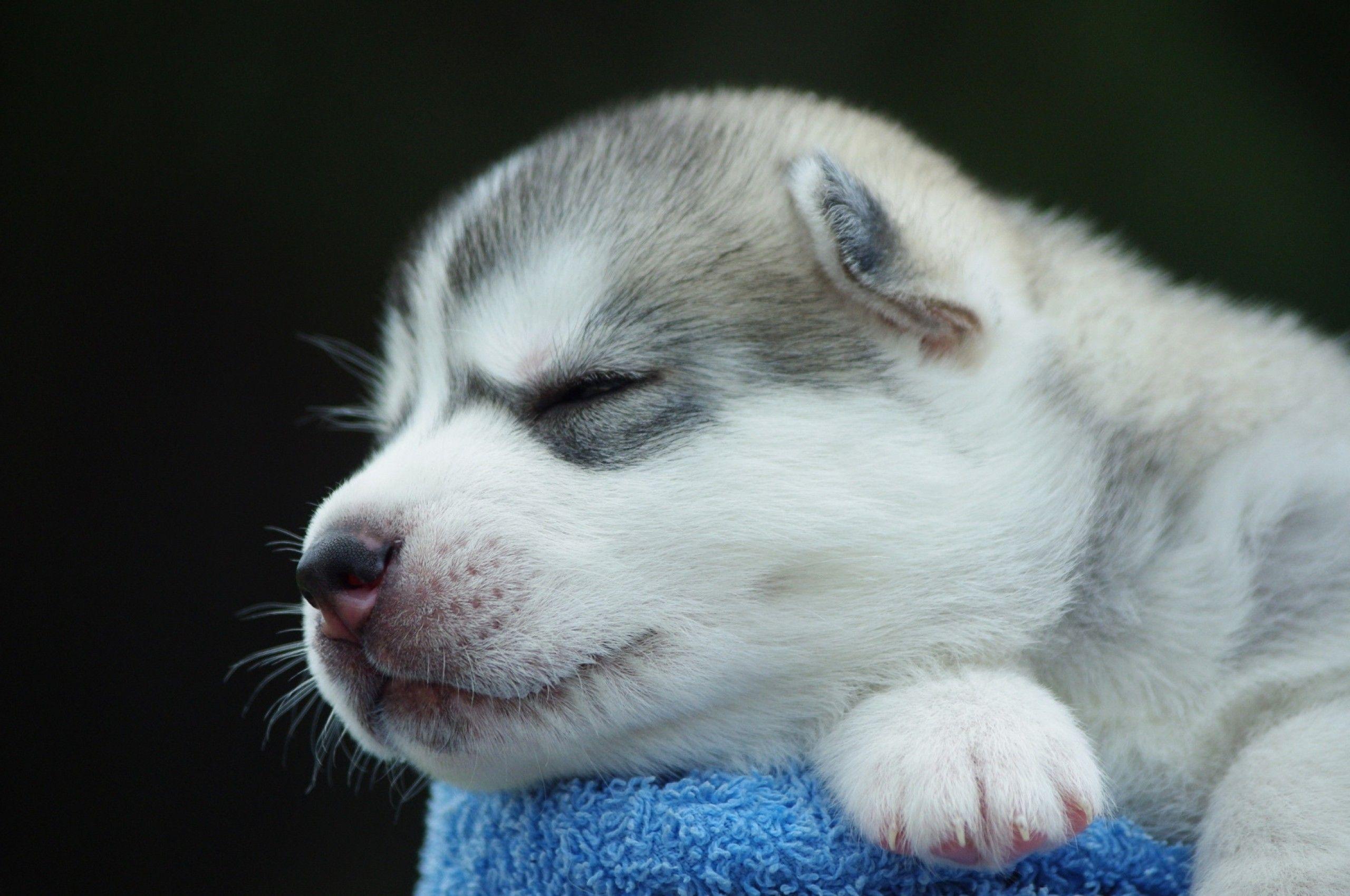 2560x1700 Download 2560x1700 Puppy, Sleeping, Cute, Dog, Close Up Wallpaper For Chromebook Pixel