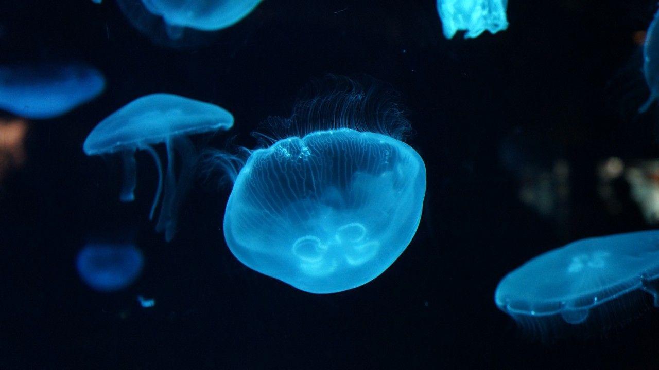 1280x720 Deep Sea Wallpaper