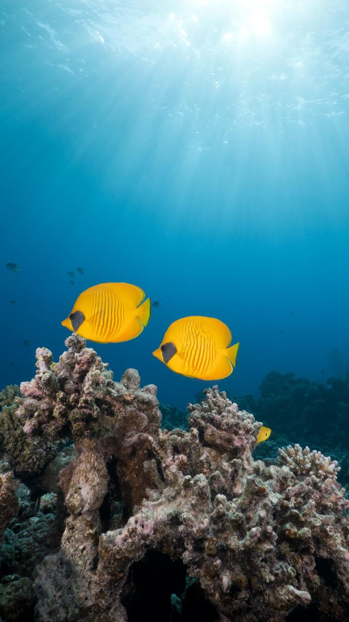 720x1280 Yellow two fish under deep American Sea Wallpaper HD Mobile, Desktop Wallpaper